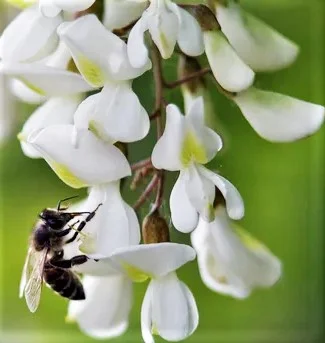 Мед Акація Біла з власної пасіки, натуральний та якісний- фото № 1