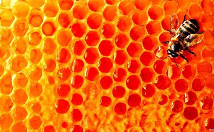 Стільниковий мед АКАЦІЯ БІЛА 2023 року з власної пасіки- фото № 1