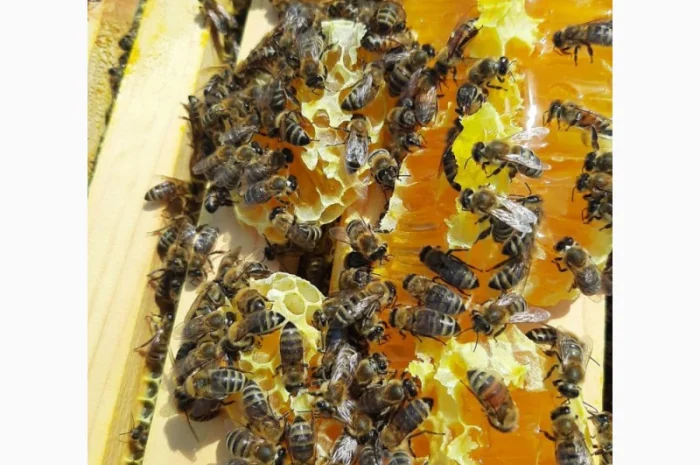 Мёд из семейной пасеки в пойме реки Мжа- фото № 3