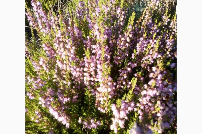 Продам натуральный вересковый мёд- фото № 1