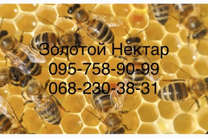 Закупаем мёд оптом от 300 кг – компания «Золотой Нектар»- фото № 1