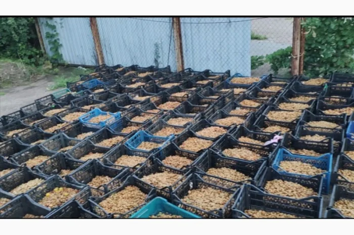 Кісточка абрикосова- фото № 1