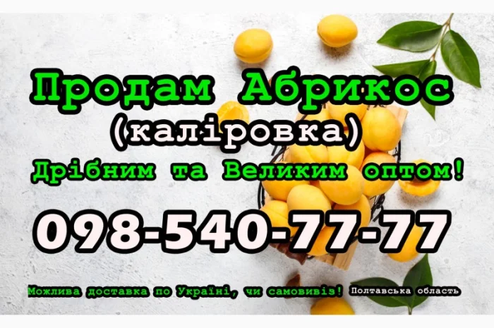 Продам Абрикос (каліровка) 2024 року урожаю- фото № 1