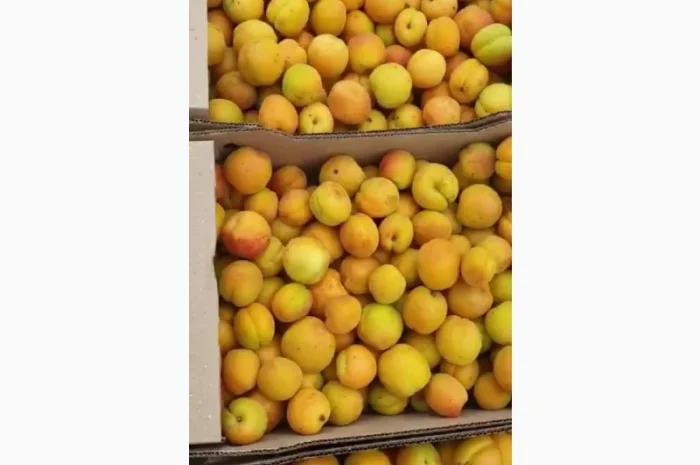 Закуповуємо абрикос на переробку- фото № 1