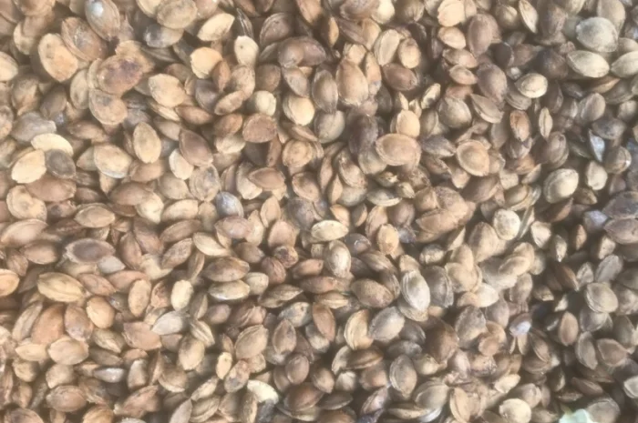 Продам кістку абрикоса- фото № 1