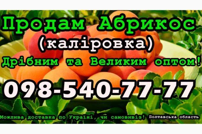 Реалізую Абрикос Каліровка, цього сезону- фото № 1