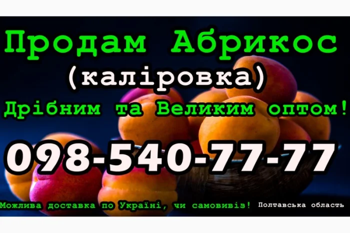 Реалізую Абрикос Каліровка, на постійній основі, свіжий урожай- фото № 1