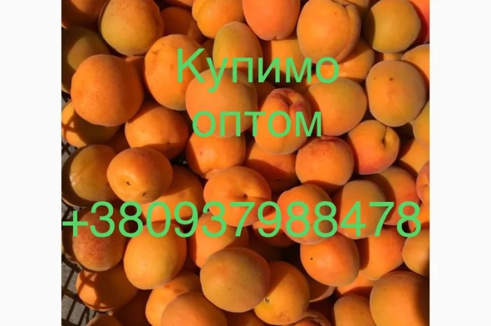 Купляємо абрикос 2023 від 10 тон, доставка самовивіз, потрібно 200т в місяць- фото № 1