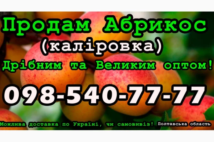 Продаю Абрикос на постійній основі- фото № 1