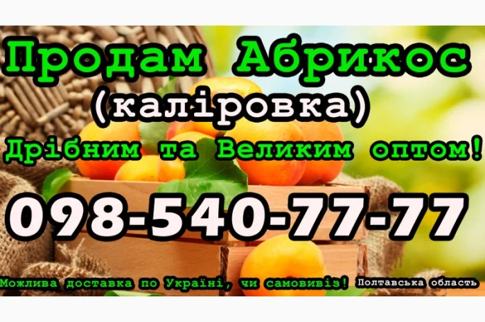 Продам Абрикос Каліровка, великим та малим оптом, на договірних умовах- фото № 1