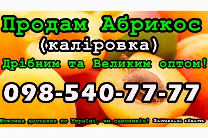 Продаю Абрикос Каліровка, сезон 2024- фото № 1