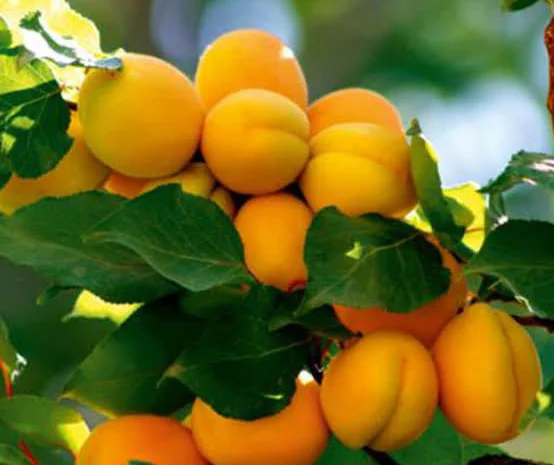Абрикосы- фото № 4