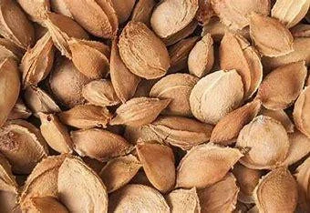 Продам кісточку абрикоса оптом. Урожай 2024 року- фото № 1