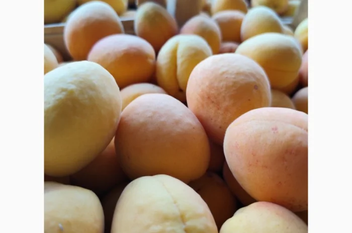 Продам абрикосы- фото № 10