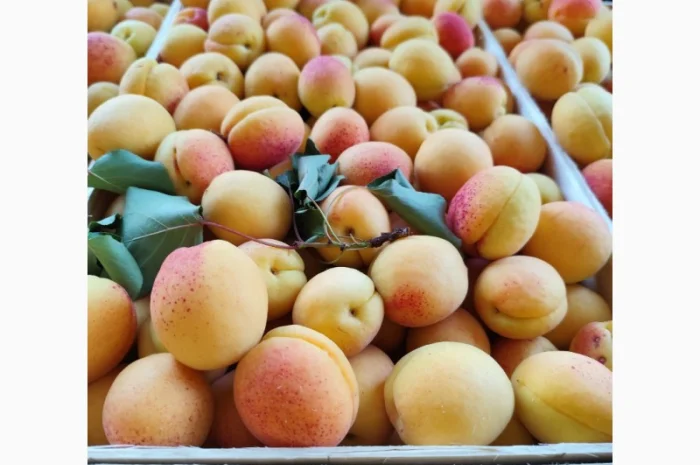 Продам абрикосы- фото № 13