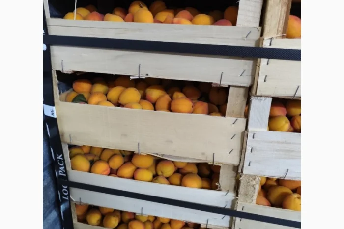 Продам абрикосы- фото № 2