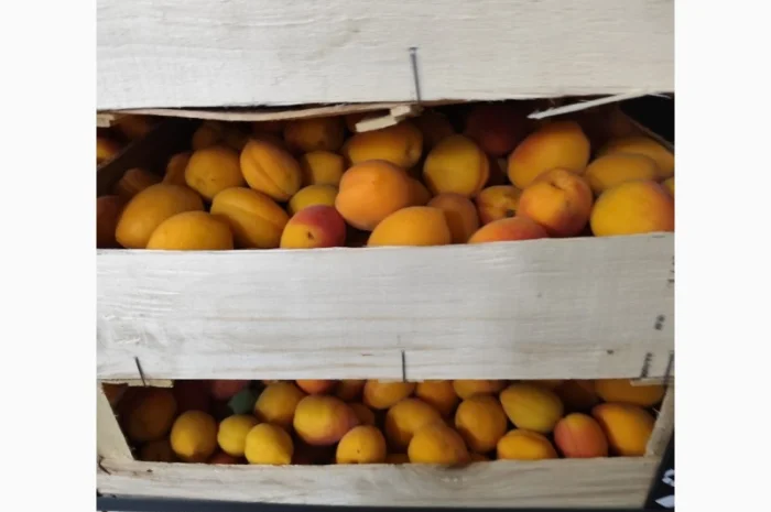 Продам абрикосы- фото № 3