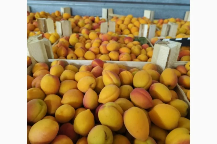 Продам абрикосы- фото № 4