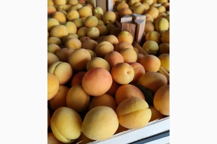 Продам абрикосы- фото № 5