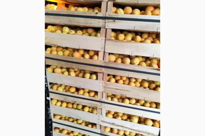 Продам абрикосы- фото № 7