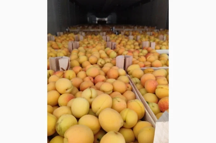 Продам абрикосы- фото № 9