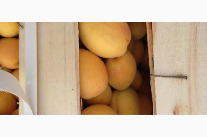 Продам абрикосы из Молдовы отличного качества- фото № 1