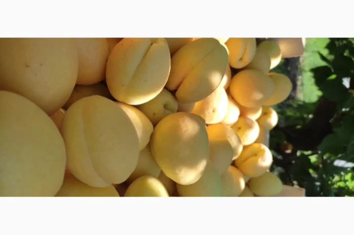 Продам абрикосы из Молдовы отличного качества- фото № 2