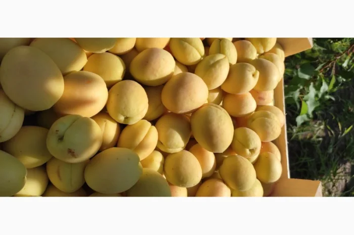 Продам абрикосы из Молдовы отличного качества- фото № 3