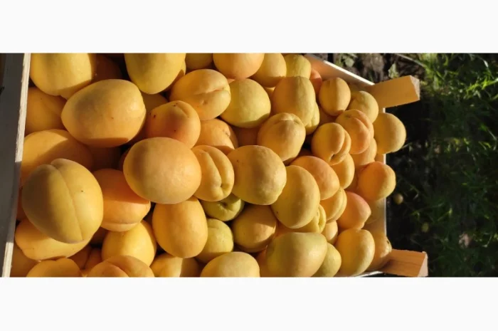 Пропонуються абрикоси відмінної якості з Молдови- фото № 4