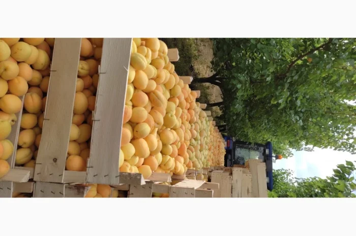 Продам абрикосы из Молдовы отличного качества- фото № 5