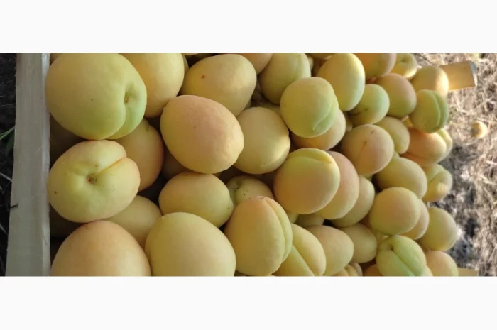 Продам абрикосы из Молдовы отличного качества- фото № 7