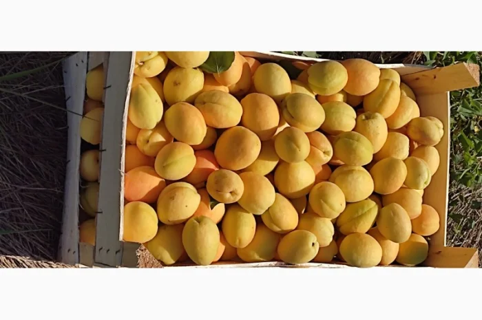 Продам абрикосы из Молдовы отличного качества- фото № 8