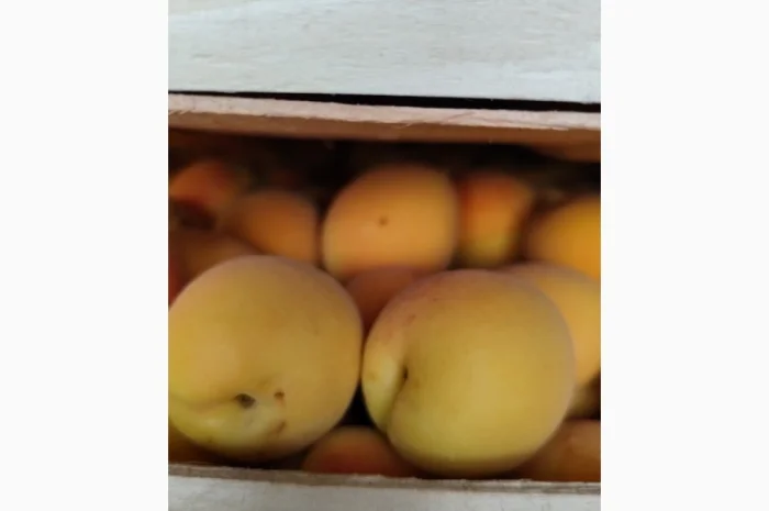 Продам молдавский абрикос- фото № 1