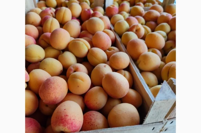 Продам молдавский абрикос- фото № 2