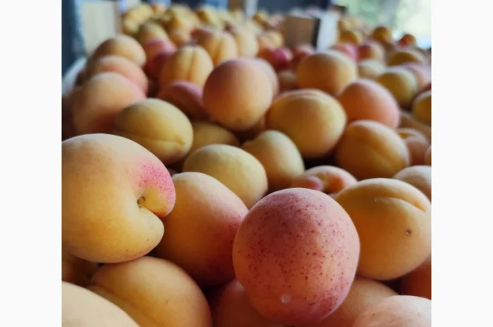 Продам молдавский абрикос- фото № 10