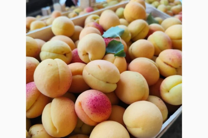 Продам молдавский абрикос- фото № 8