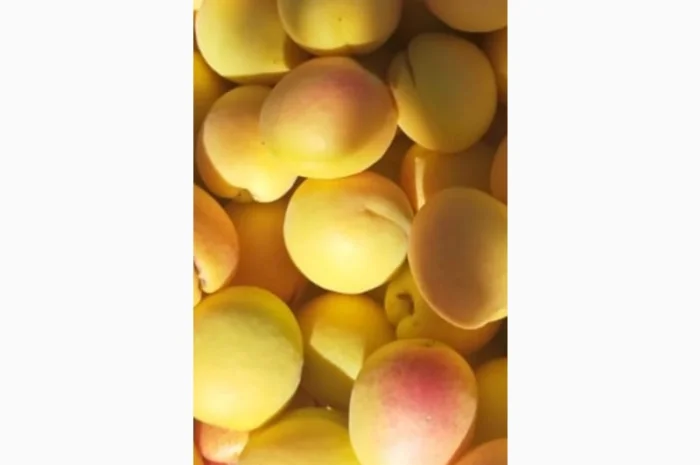 Продам молдавский абрикос- фото № 7