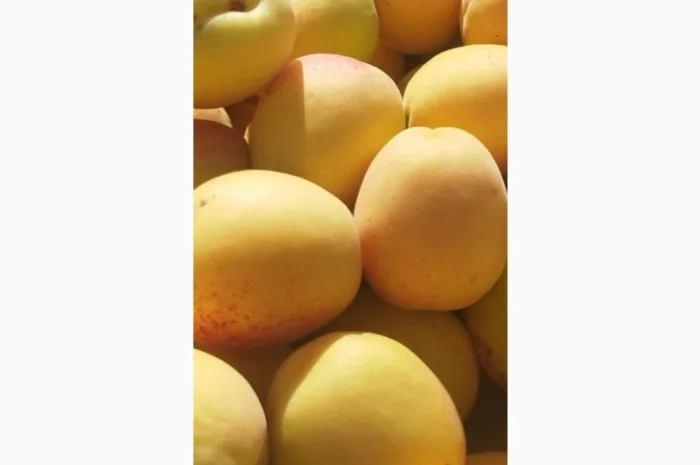 Продам молдавский абрикос- фото № 6