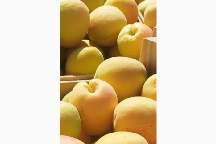 Продам молдавский абрикос- фото № 5