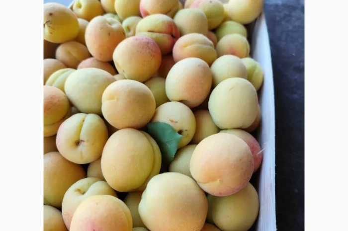 Продам молдавский абрикос- фото № 4