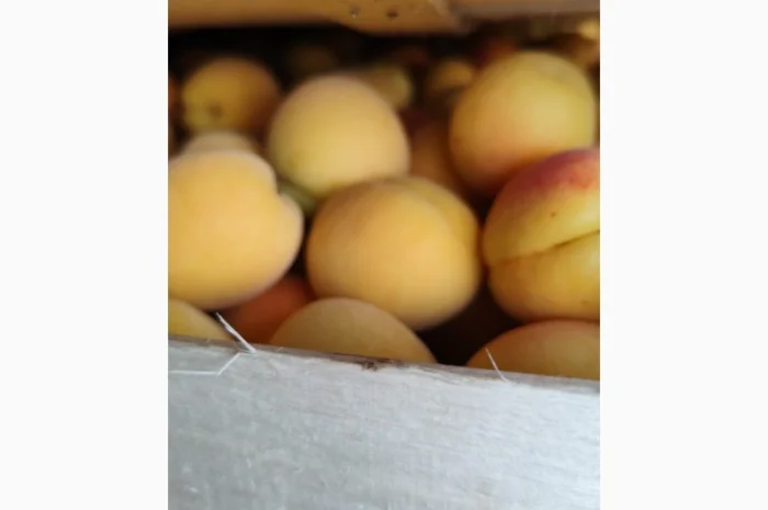 Продам молдавский абрикос- фото № 18