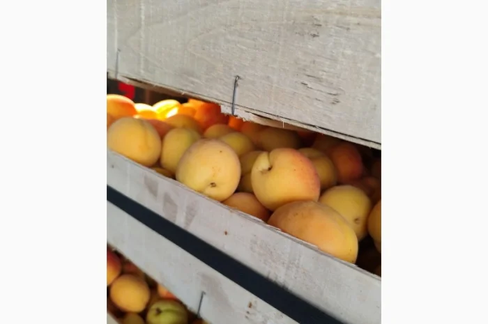 Продам молдавский абрикос- фото № 15