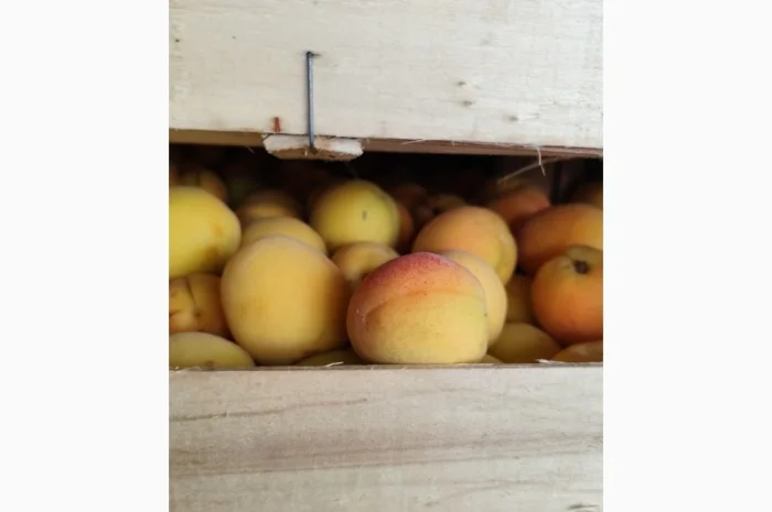 Продам молдавский абрикос- фото № 14