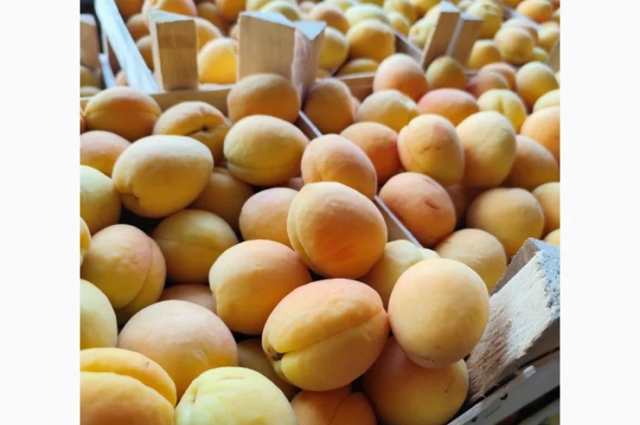 Продам молдавский абрикос- фото № 12