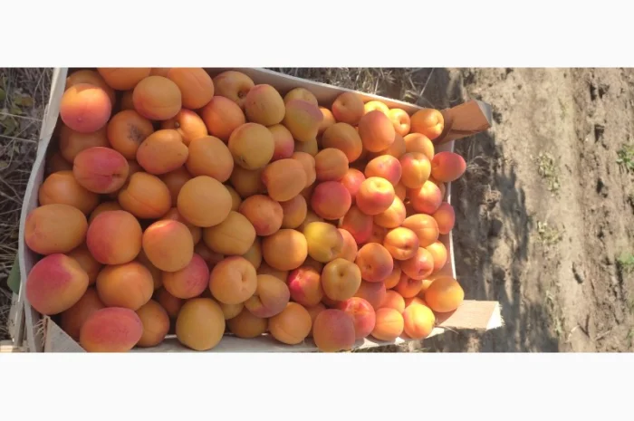 Продам качественный молдавские абрикосы- фото № 1