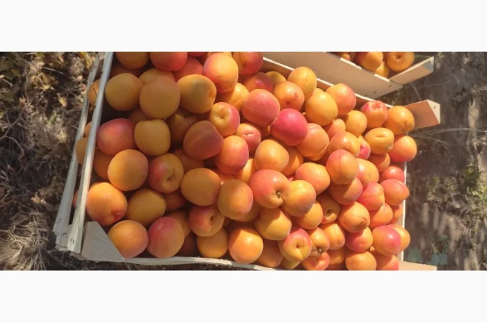 Якісні молдавські абрикоси на продажу- фото № 2