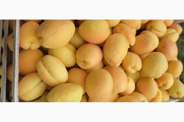 Продам абрикосы из Молдовы- фото № 1