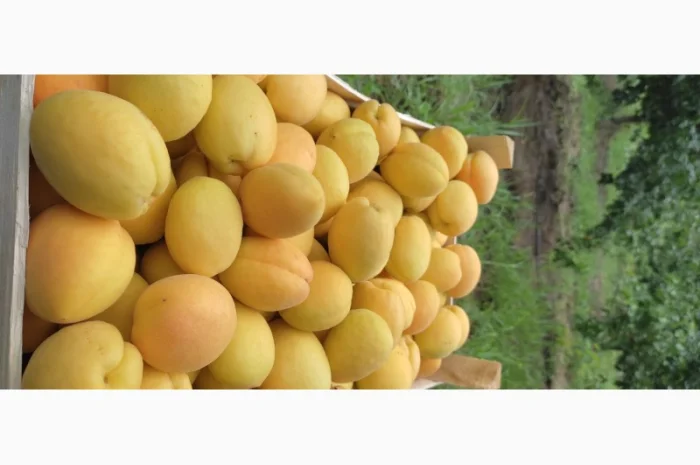Продам абрикосы из Молдовы- фото № 2