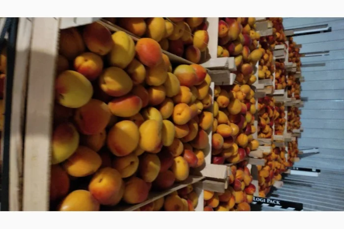 Продам молдавский абрикос отличного качества- фото № 1