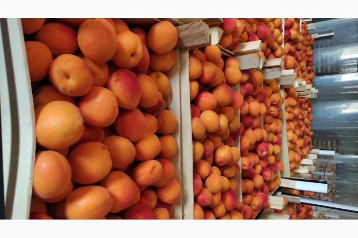 Продам молдавский абрикос отличного качества- фото № 3